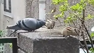 Two different  species # eating together 