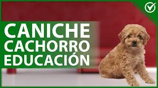 🐶 &iquest;C&oacute;mo educar o ENTRENAR a mi CANICHE cachorro o adulto en casa? 🐶