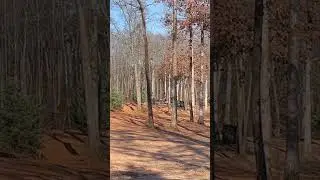 Testing the Kratos&rsquo; overstablity on a flex line #discgolf #discraft #paulmcbeth #kratos #flexline