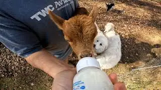 Annie's Lunchtime - Baby Goat Bottle Cam