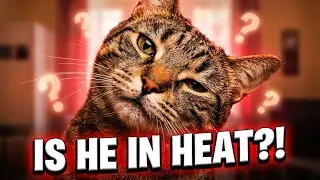 When Do Boy Cats Start Showing Heat Behavior?