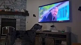 Щенок немецкого дога обожает смотреть Руби по телевизору, часть 3.