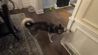 Indoor Games - Scent Game