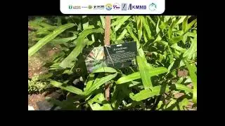 Tumbuhan Acrosticum Aerum