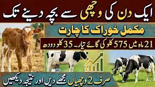 Pure Friesien heifer complete diet chart II 40 liter milk heifer ready krain II Heifer feed formula