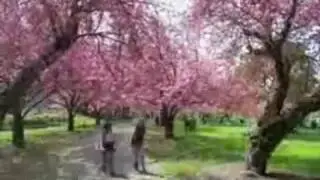 Snow Flake Song