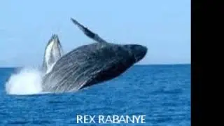 REX RABANYE - Falling leaves
