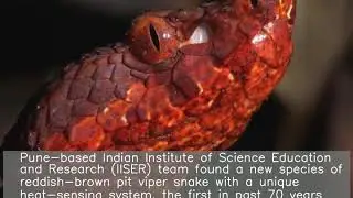 New heat-sensing snake species found, named after Arunachal