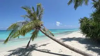 Tropical Sea Waves, SOFT WAVES🌴🌊Beach Sounds for Sleep, Study & Relax