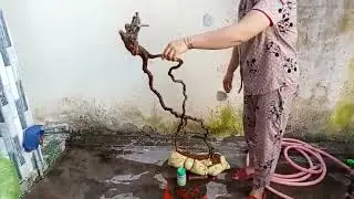 ((a.mạnh))M905.. ph&ocirc;i sơn liễu đoạt đỏ ch&acirc;n rễ nghệ thuật gi&aacute; 350k.lh0908692917zalo