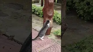LittleKitty🐈#lol #viralvideo #funny #cat #shortvideo #trending #amazing #cute #video #animals #trend
