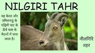 Nilgiri Tahr 🐐  Endemic Mountain Goat of Western Ghats  Kerala & Tamil Nadu  UPSC & IAS Exam GK