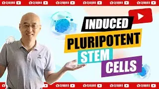 What are &ldquo;induced pluripotent stem cells&rdquo;?