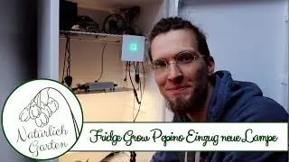 Fridge Grow  - Pepino Einzug und neue LED