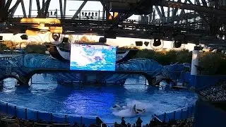Orca Encounter Ocean Discovery Show Seaworld Orlando, FL January 2020
