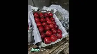 🇮🇳🇮🇷🍎🍎Premium red apple | packing for India | #redapple #india#import#export#fruits #vegetables#iran