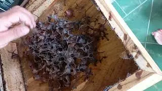 Pembersihan Propolis di Toping Trigona Itama#kelulutitama#klanceng#kelulut#stinglessbee#lebah#shorts