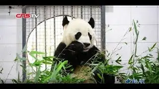 旅美大熊猫“贝贝”回家啦！能听懂英语听不懂四川话