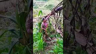Hola a todos les maestro un poquito de mi vida en el campo #viralvideo #parati