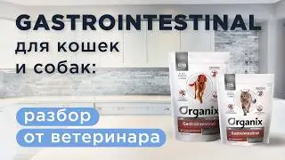 Лечебные корма Gastrointestinal для кошек и собак: полное руководство