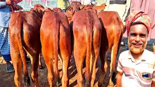 ০৯/১২/২৫/ ইন্ডিয়ার বর্ডার এলাকা থেকে শাহীওয়াল জাতের ষাঁড় বাছুর গরু লট কিনুন পানির দামে #cow 