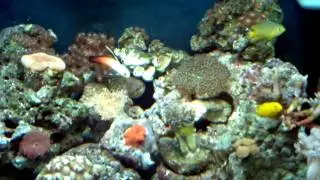 29 gallon bio cube aquarium