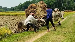 Farmer and his son could not get up with the ox cart loaded with paddy