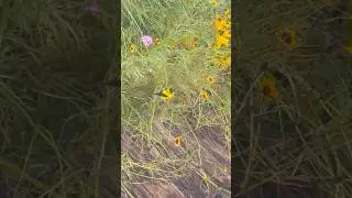 Dancing on sunshine, Goldfinch&rsquo;s flower filled escapade💛🌻🐤pure joy.