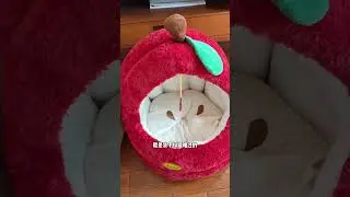 I bought a new nest for my little dog sister for Christmas but I have nothing#Cute pets#Cu