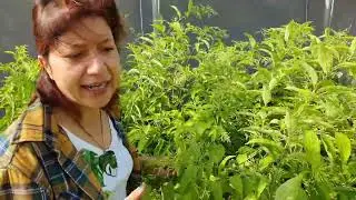 Come curare il profumatissimo CESTRUM NOCTURNUM