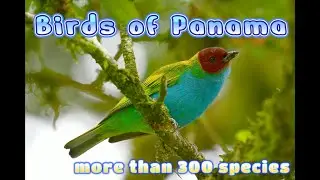 Birds of Panama-Photos of beautiful birds with music