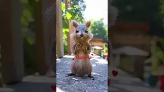cute squirrel says i love you 💔💖😍