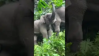 Naughty baby elephant#animals #funnyanimal #cute #funny #elephant