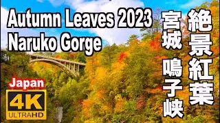 鳴子峡の紅葉2023 Autumn leaves in Naruko Gorge 鳴子観光 紅葉の名所 宮城観光 東北の紅葉 大崎市 渓谷 鳴子温泉