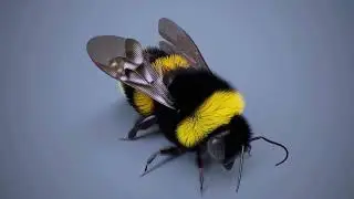 Bumble Bee Rigging in C4D R25 and onwards.  Part 5