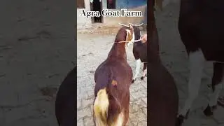 AGRA GOAT FARM KI SHANDAAR MUKHI JODI || DAILY SHORTS #support #trendingshorts #goat #goatlovers