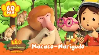 Há uma folha presa no NARIZ do macaco?! | Leo, O Guarda Florestal | Animação