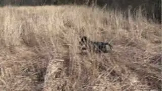 KBOP: Black Lab Puppies