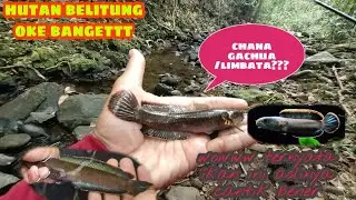 Trip perdana!!! mencari ikan hias chana gachua/limbata hasilnya mengejutkan wow makin atas makin oke