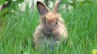 The Adventures of Bella Bunny | A Bedtime Story