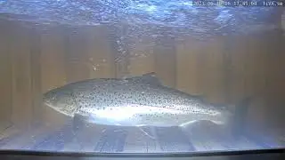 TiVA fiskr&auml;knare i M&ouml;rrums&aring;n