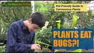 Kid-Friendly Guide to Carnivorous Plants.  Tropical Plants that EAT MEAT?!