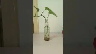 Reusing a glass bottle#shorts #intresting #art #terrarium #gardening #vial #lifehacks #plants