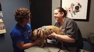 New Client Wellness Visit Experience