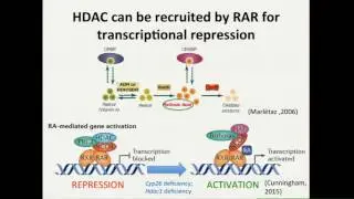 YC Song: HDAC1 repression of retinoic acid-responsive genes promotes second heart field development