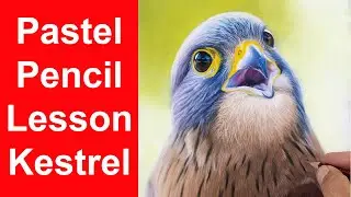 Pastel Pencil Bird of Prey beak - Jason morgan wildlife art