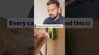 Best gift for your cat 😍 #cat #productreview #catlovers
