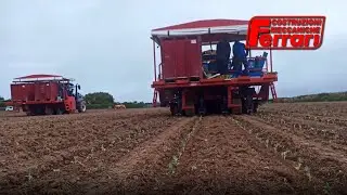 Ferrari Futura: Automatic cabbage Transplanter