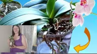 Growing orchids in water.