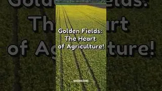 what are the four major temperate grasslands in the world? #geography #facts #plain  #grasslands